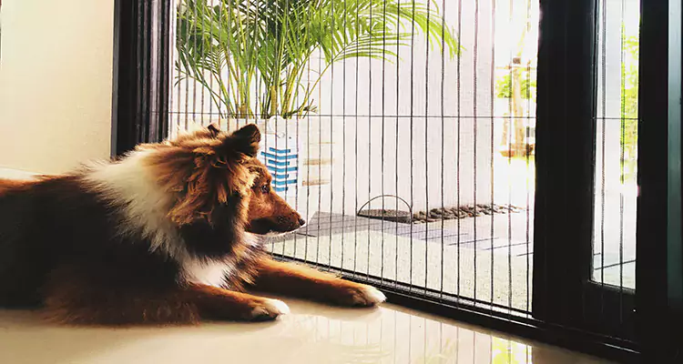 Sliding Screen Pet Door Repair in Tallahassee, FL