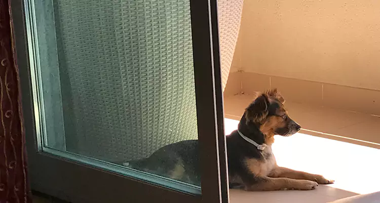 French Door Pet Screen Repair in Tallahassee, FL